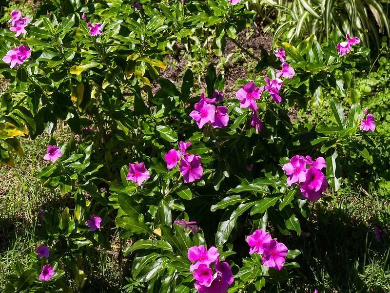 Pousada Buzios Garden